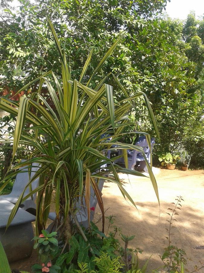 Family Nest Apartment Dambulla Exterior foto